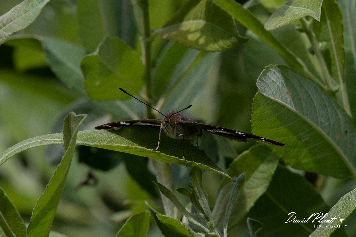 David Plant Photography - Wildlife Photography - Purple emperor - H.JPG - Purple emperor on willow - Cambridgeshire