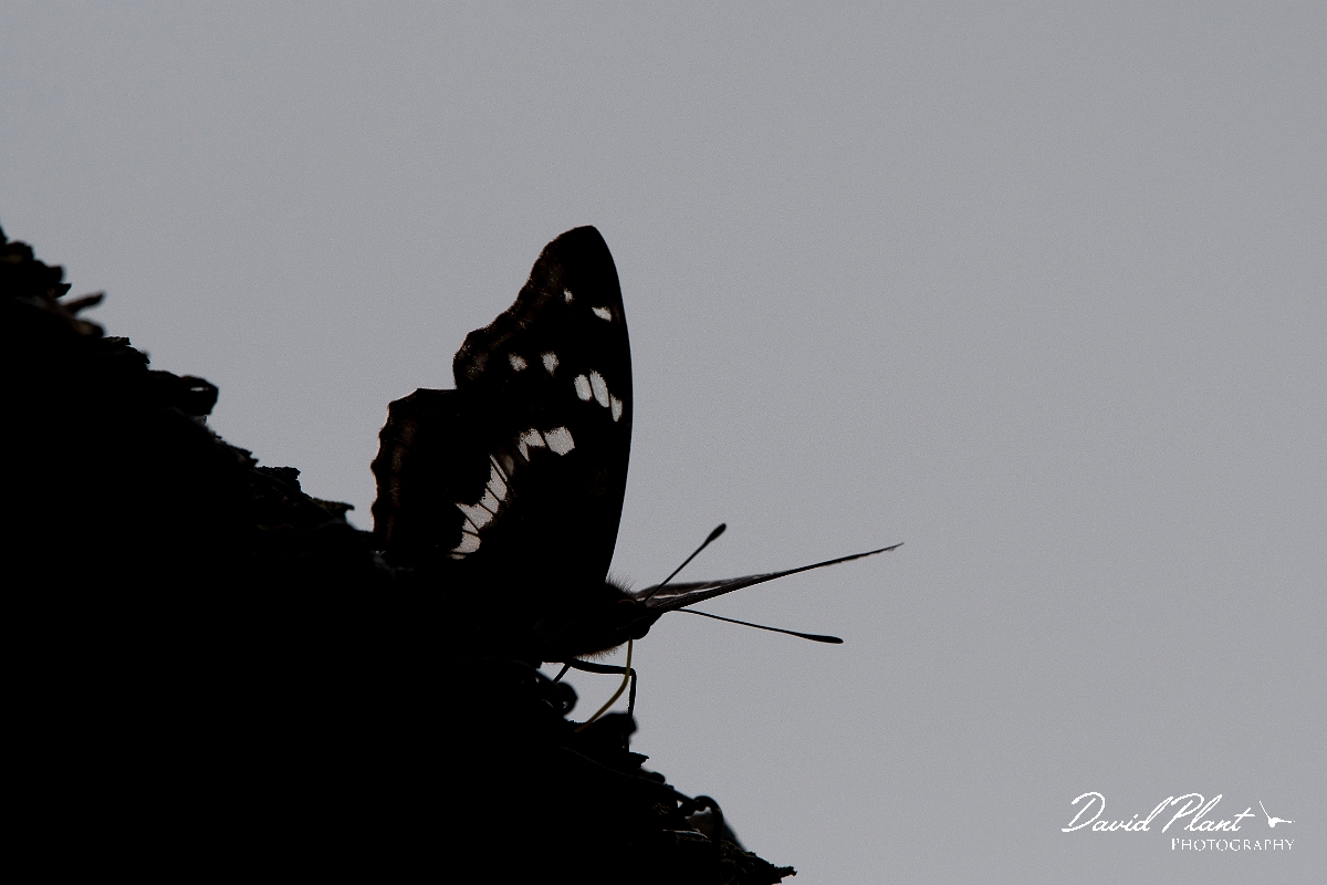 David Plant Photography - Wildlife Photography - Purple emperor - I.JPG - Purple emperor silhouette - Cambridgeshire