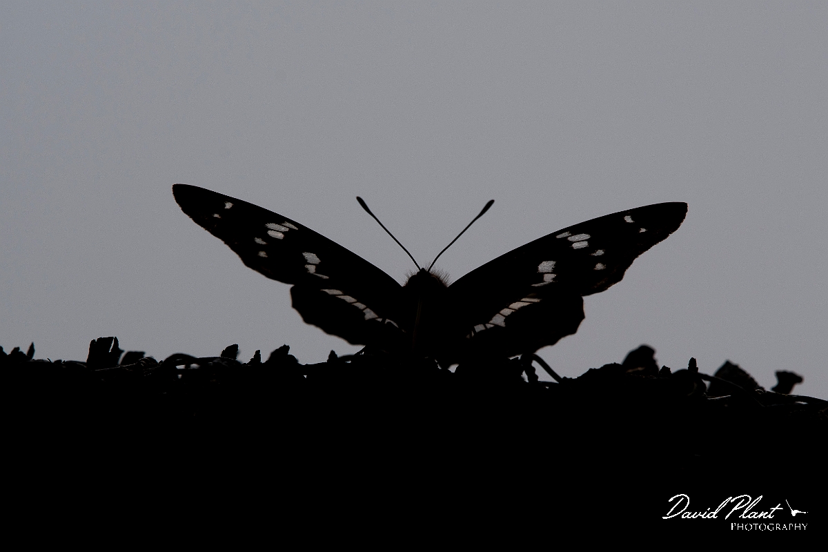 David Plant Photography - Wildlife Photography - Purple emperor - J.JPG - Purple emperor silhouette - Cambridgeshire