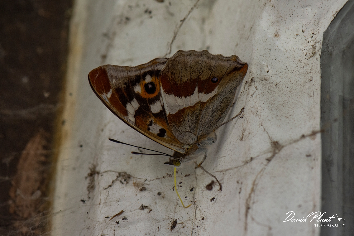 David Plant Photography - Wildlife Photography - Purple emperor - K.JPG - Purple emperor on window frame - Cambridgeshire