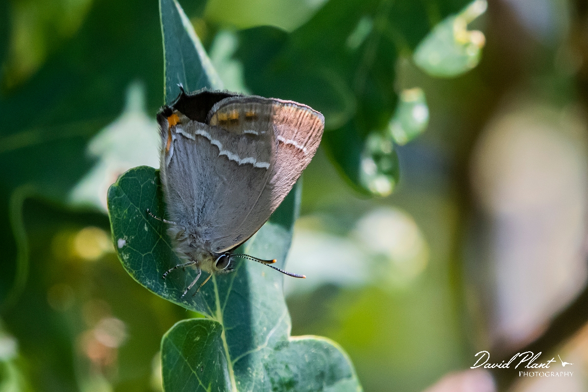 David Plant Photography - Wildlife Photography - Purple hairstreak - A.jpg - Purple hairstreak - Kent