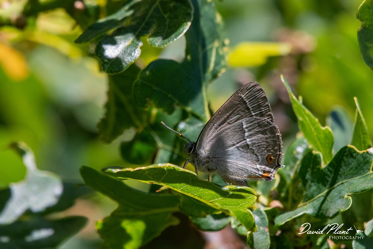 David Plant Photography - Wildlife Photography - Purple hairstreak - B.jpg - Purple hairstreak - Kent