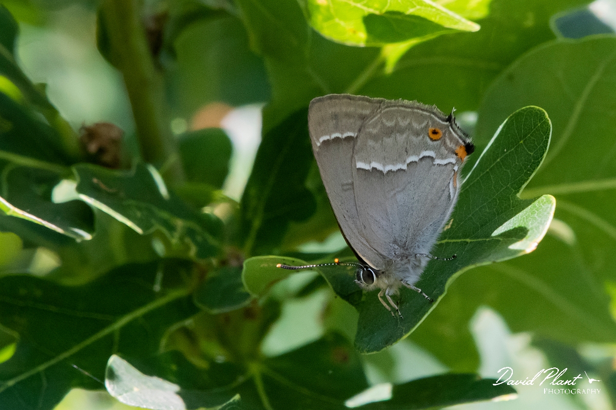 David Plant Photography - Wildlife Photography - Purple hairstreak - D.jpg - Purple hairstreak - Kent