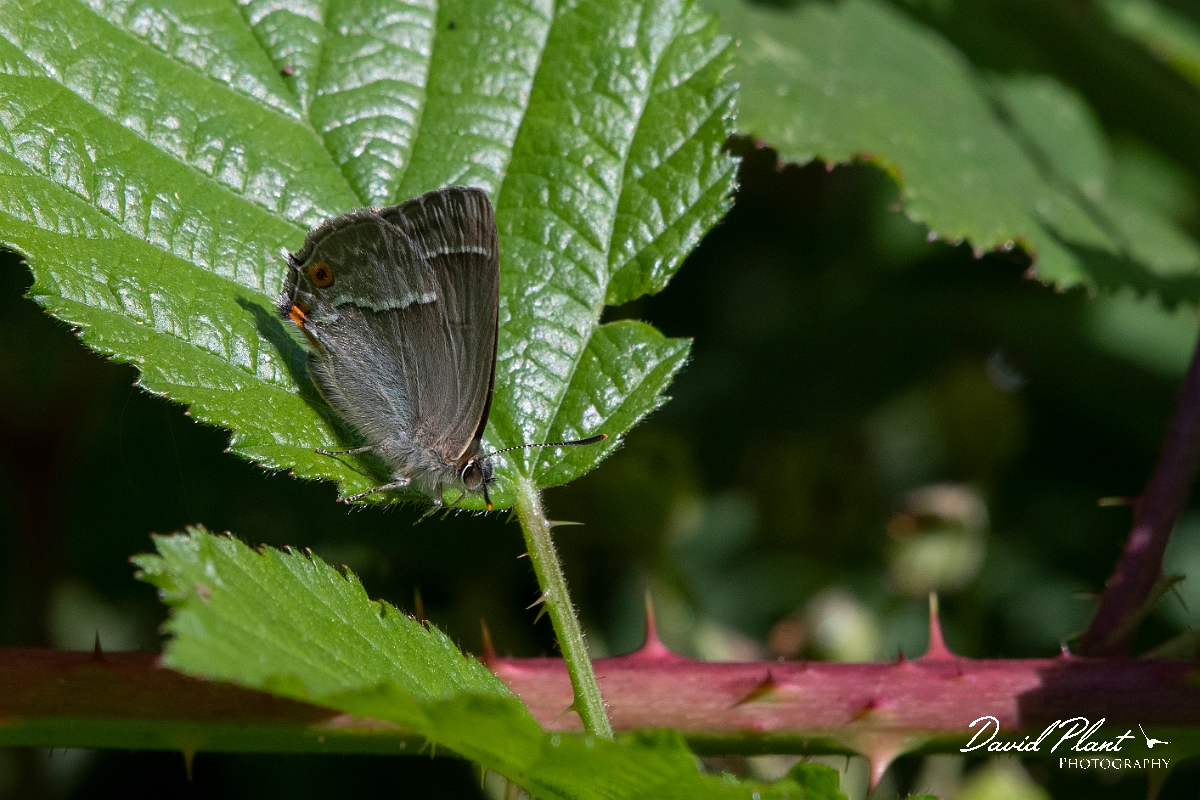 David Plant Photography - Wildlife Photography - Purple hairstreak - E.jpg - Purple hairstreak - Essex