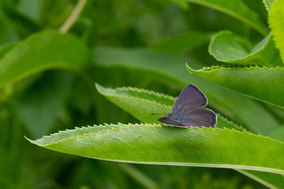 David Plant Photography - Wildlife Photography - Purple hairstreak - G.jpg - Purple hairstreak - Cambridgeshire