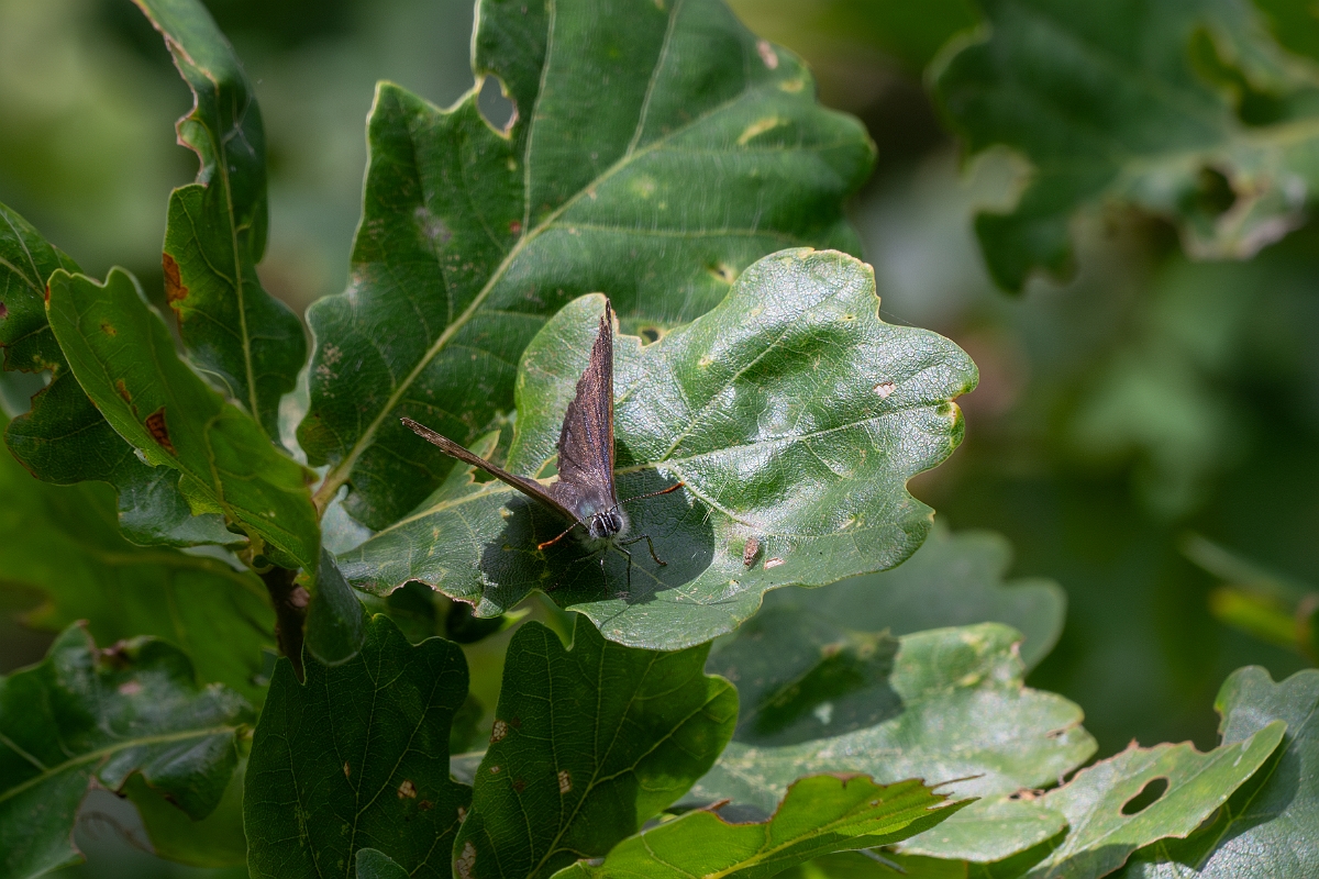David Plant Photography - Wildlife Photography - Purple hairstreak - H.jpg - Purple hairstreak - Cambridgeshire