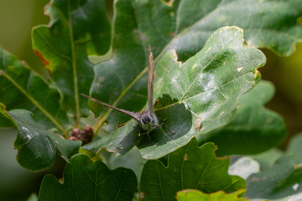 David Plant Photography - Wildlife Photography - Purple hairstreak - I.jpg - Purple hairstreak - Cambridgeshire