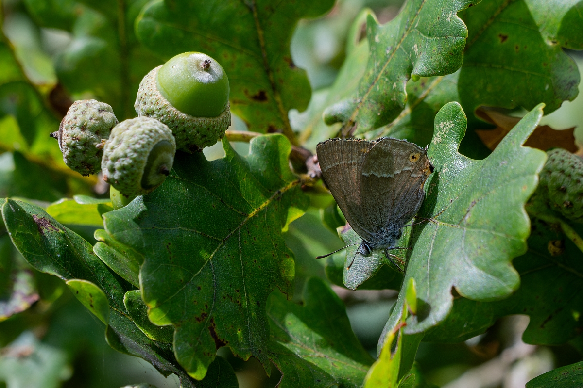 David Plant Photography - Wildlife Photography - Purple hairstreak - J.jpg - Purple hairstreak - Cambridgeshire
