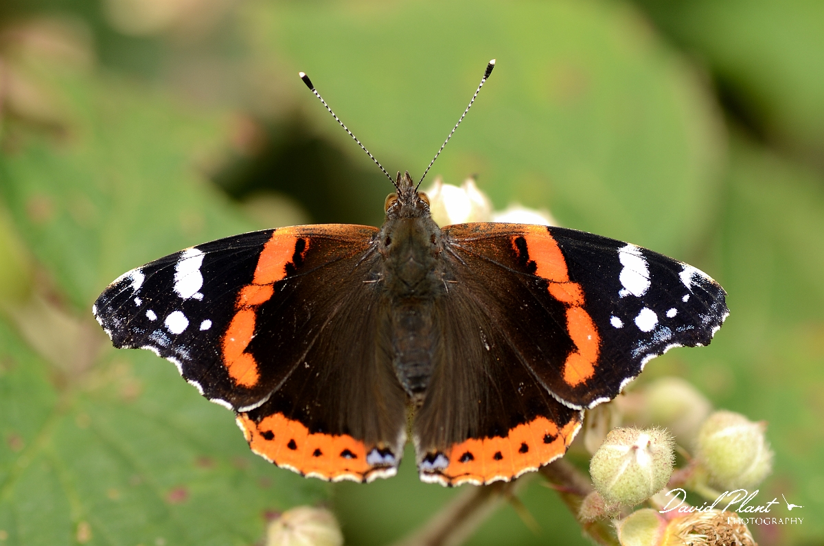 David Plant Photography - Wildlife Photography - Red admiral - A.jpg - Red admiral - Bedfordshire