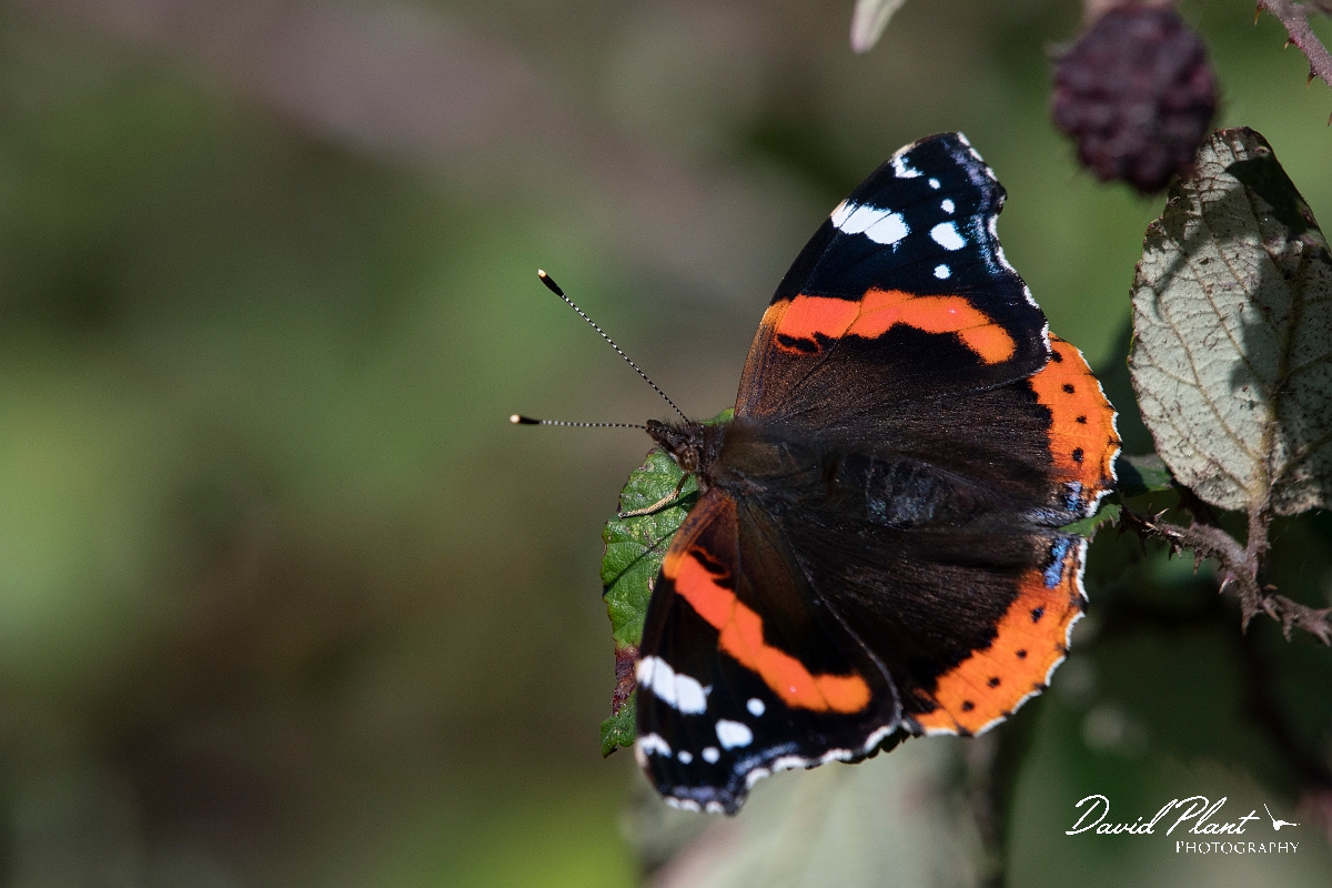 David Plant Photography - Wildlife Photography - Red admiral - B.jpg - Red admiral - Kent