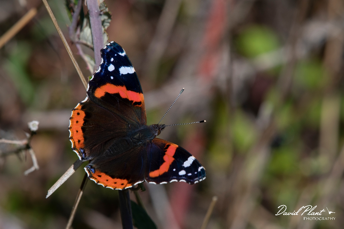 David Plant Photography - Wildlife Photography - Red admiral - C.jpg - Red admiral - Kent
