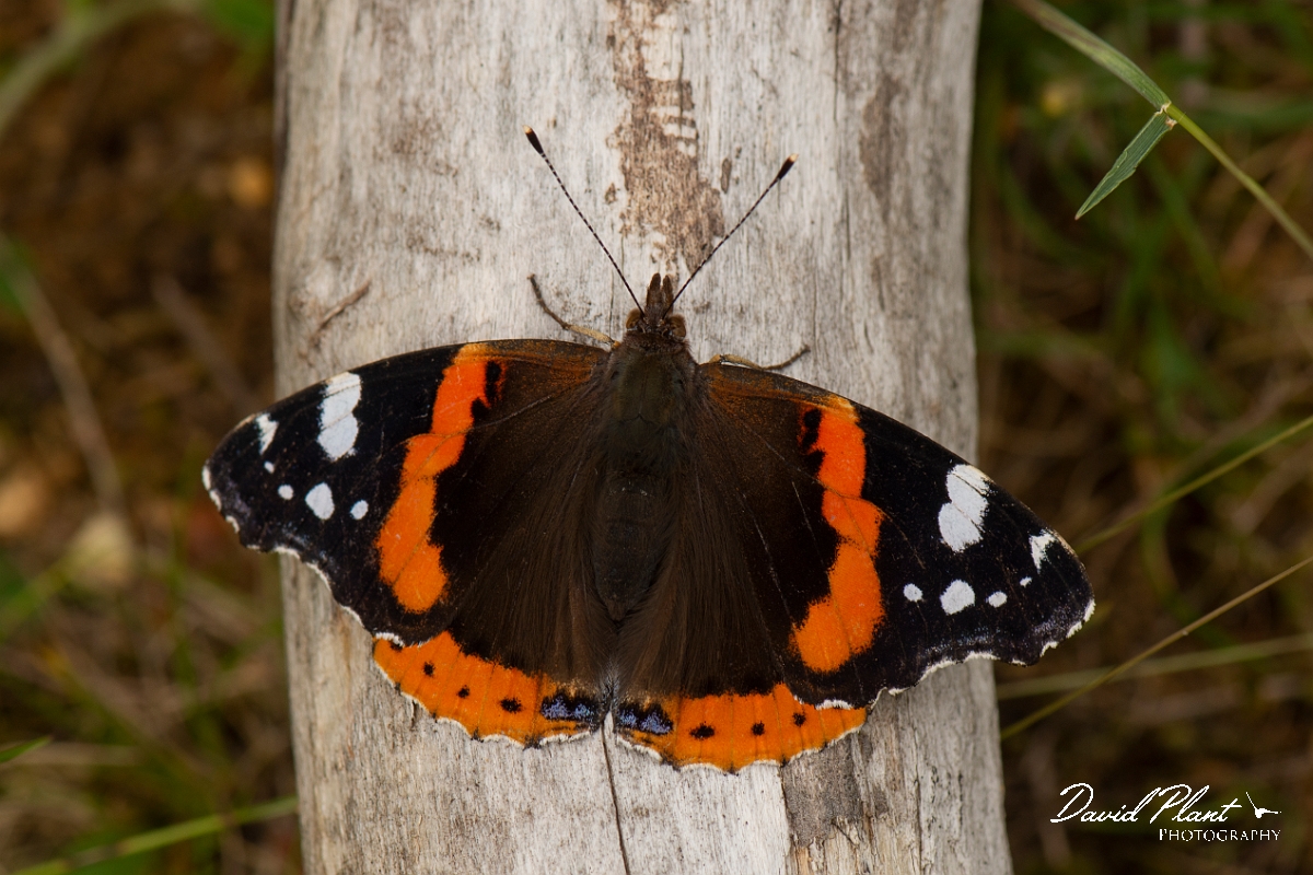 David Plant Photography - Wildlife Photography - Red admiral - D.jpg - Red admiral - Norfolk
