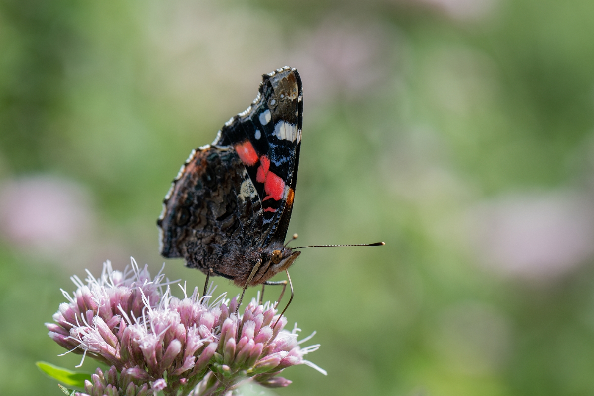 David Plant Photography - Wildlife Photography - Red admiral - F.jpg - Red admiral - Suffolk