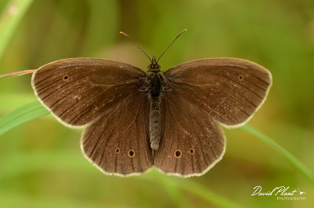 David Plant Photography - Wildlife Photography - Ringlet - A.jpg - Ringlet - Cambridgeshire