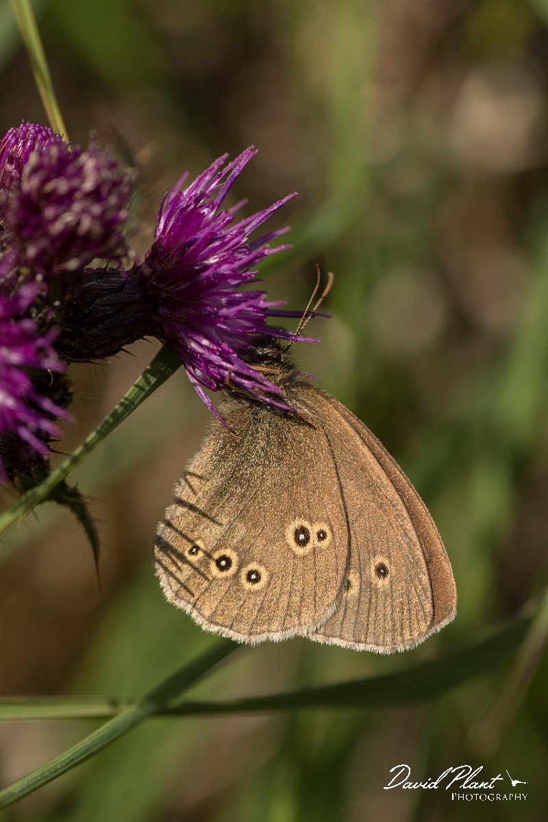 David Plant Photography - Wildlife Photography - Ringlet - B.jpg - Ringlet - Ayrshire
