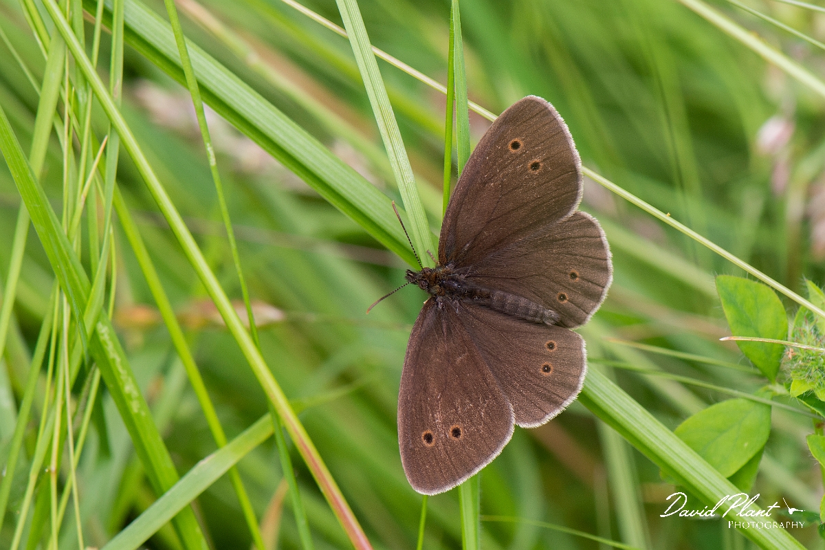 David Plant Photography - Wildlife Photography - Ringlet - C.jpg - Ringlet - Oxfordshire