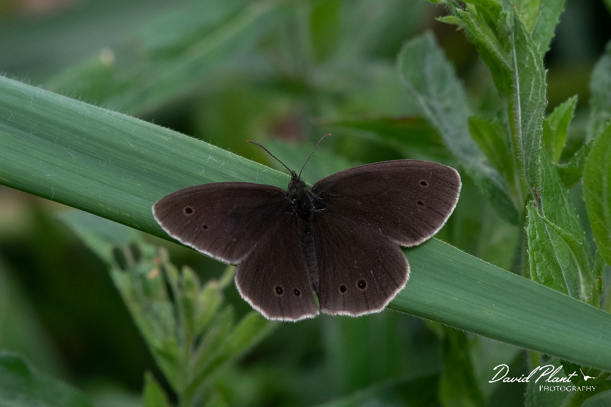 David Plant Photography - Wildlife Photography - Ringlet - E.JPG - Ringlet - Cambridgeshire