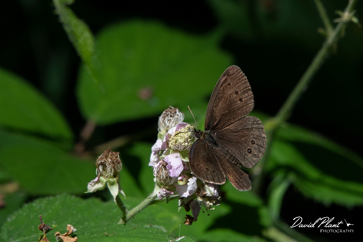 David Plant Photography - Wildlife Photography - Ringlet - F.JPG - Ringlet - Norfolk