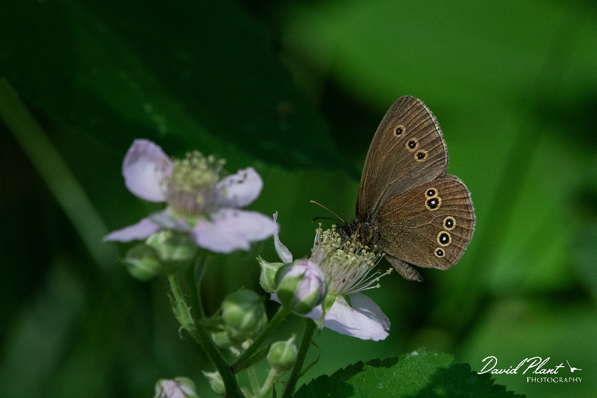David Plant Photography - Wildlife Photography - Ringlet - G.JPG - Ringlet - Norfolk