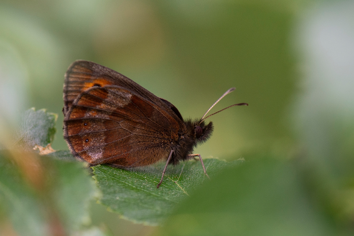 David Plant Photography - Wildlife Photography - Scotch argus - A.JPG - Scotch argus, underside - Cairngorms