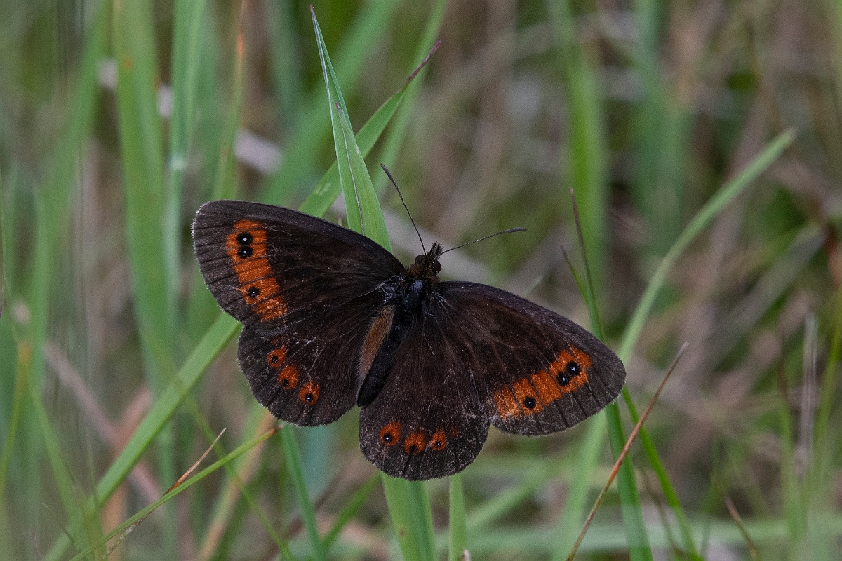David Plant Photography - Wildlife Photography - Scotch argus - B.JPG - Scotch argus, male - Cairngorms