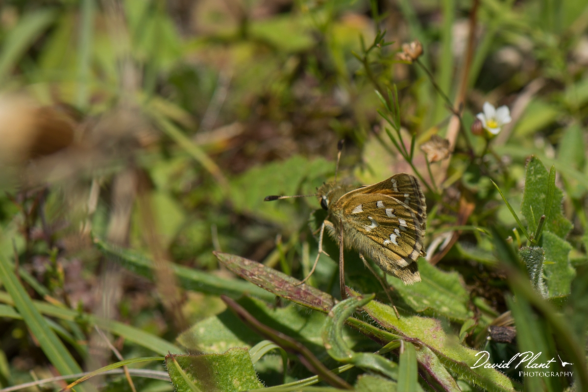 David Plant Photography - Wildlife Photography - Silver spotted skipper - B.jpg - Silver spotted skipper - Oxfordshire