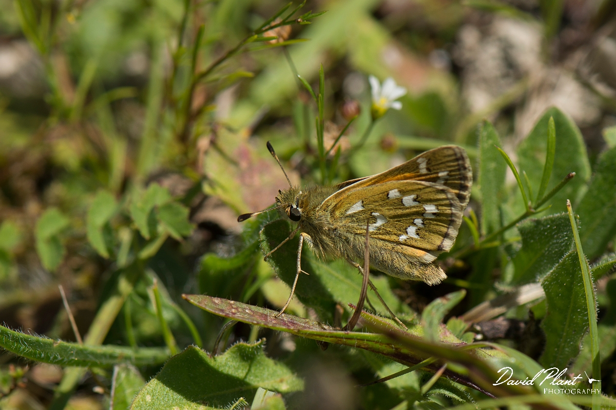 David Plant Photography - Wildlife Photography - Silver spotted skipper - C.jpg - Silver spotted skipper - Oxfordshire