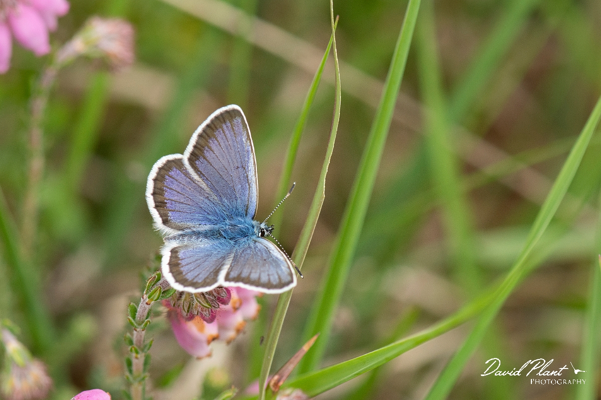 David Plant Photography - Wildlife Photography - Silver studded blue - B.jpg - Silver studded blue - Dorset