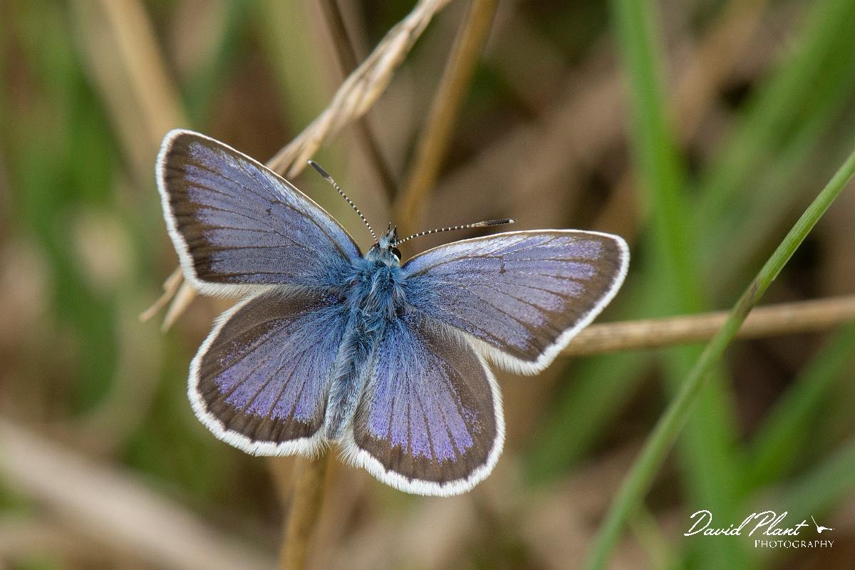 David Plant Photography - Wildlife Photography - Silver studded blue - C.jpg - Silver studded blue - Dorset