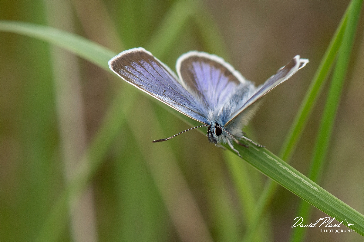 David Plant Photography - Wildlife Photography - Silver studded blue - D.jpg - Silver studded blue - Dorset