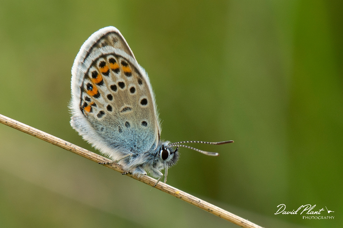 David Plant Photography - Wildlife Photography - Silver studded blue - G.jpg - Silver studded blue - Dorset