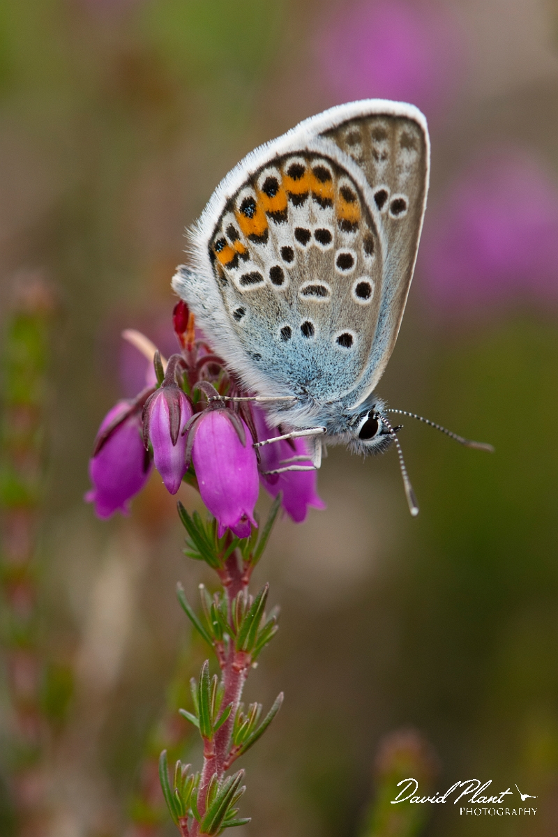 David Plant Photography - Wildlife Photography - Silver studded blue - H.jpg - Silver studded blue - Dorset