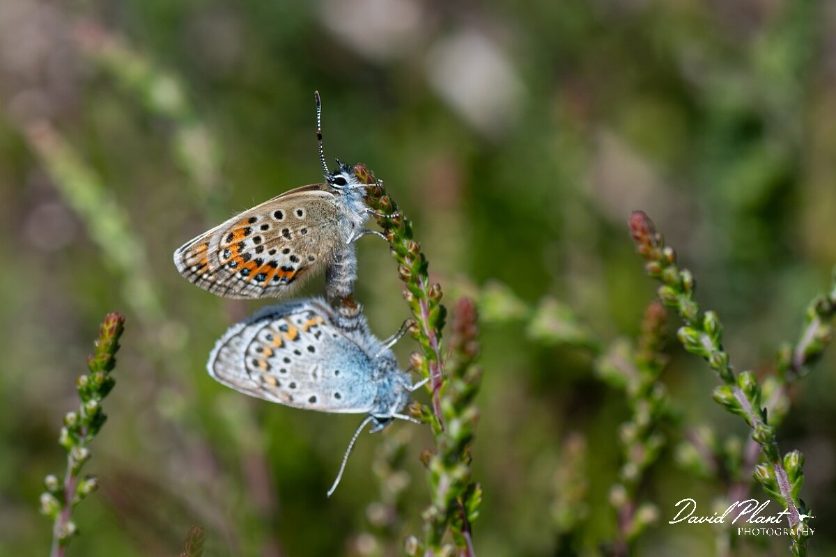 David Plant Photography - Wildlife Photography - Silver studded blue - I.jpg - Silver-studded blue, Plebejus argus argus - Dorset