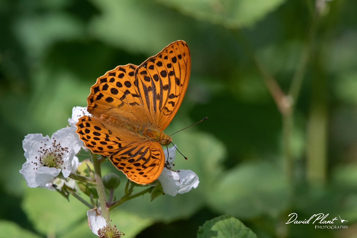 David Plant Photography - Wildlife Photography - Silver washed fritillary - B.jpg - Silver-washed fritillary - Cambridgeshire