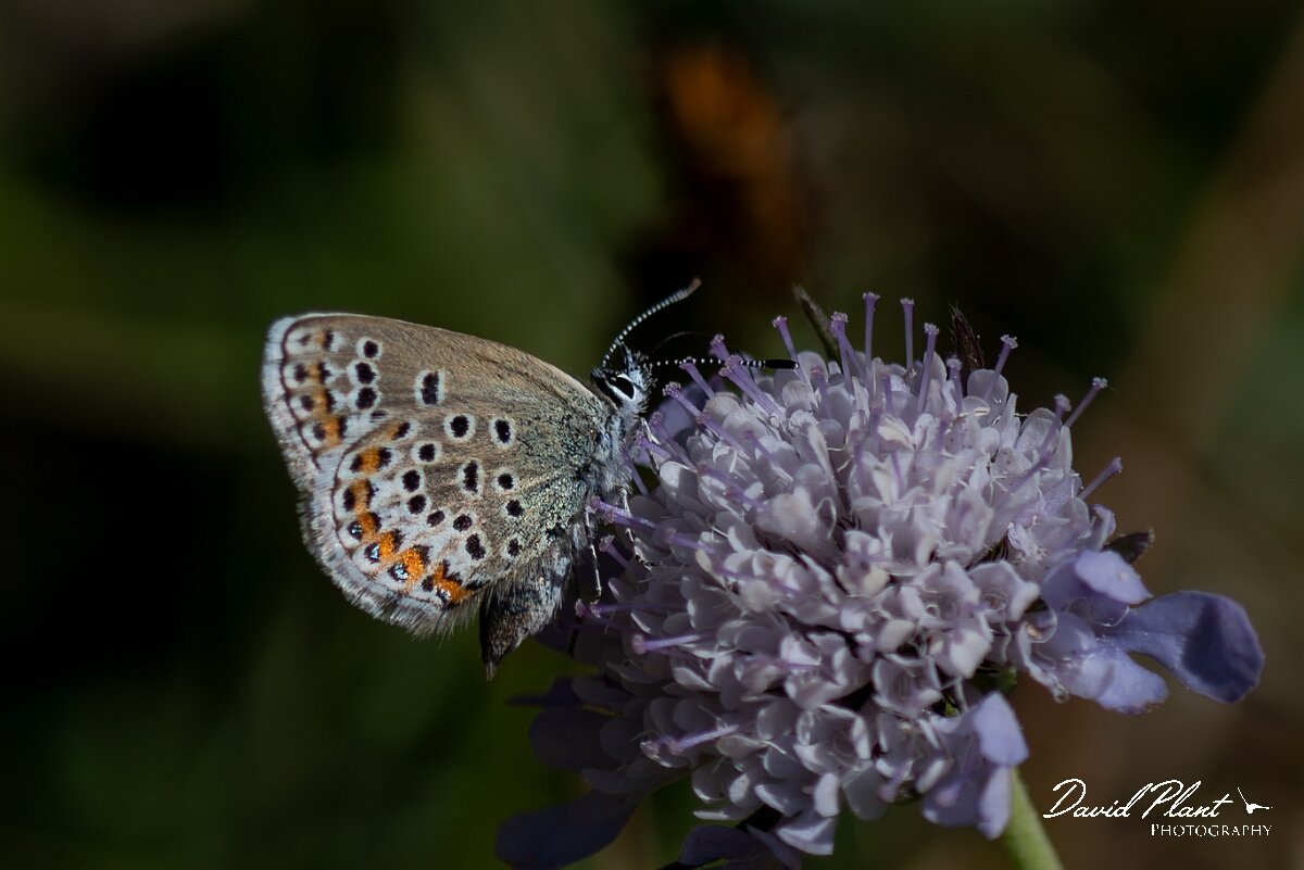 David Plant Photography - Wildlife Photography - Silver-studded blue, Plebejus argus caernensis - J.jpg - Silver-studded blue, Plebejus argus caernensis - Conwy