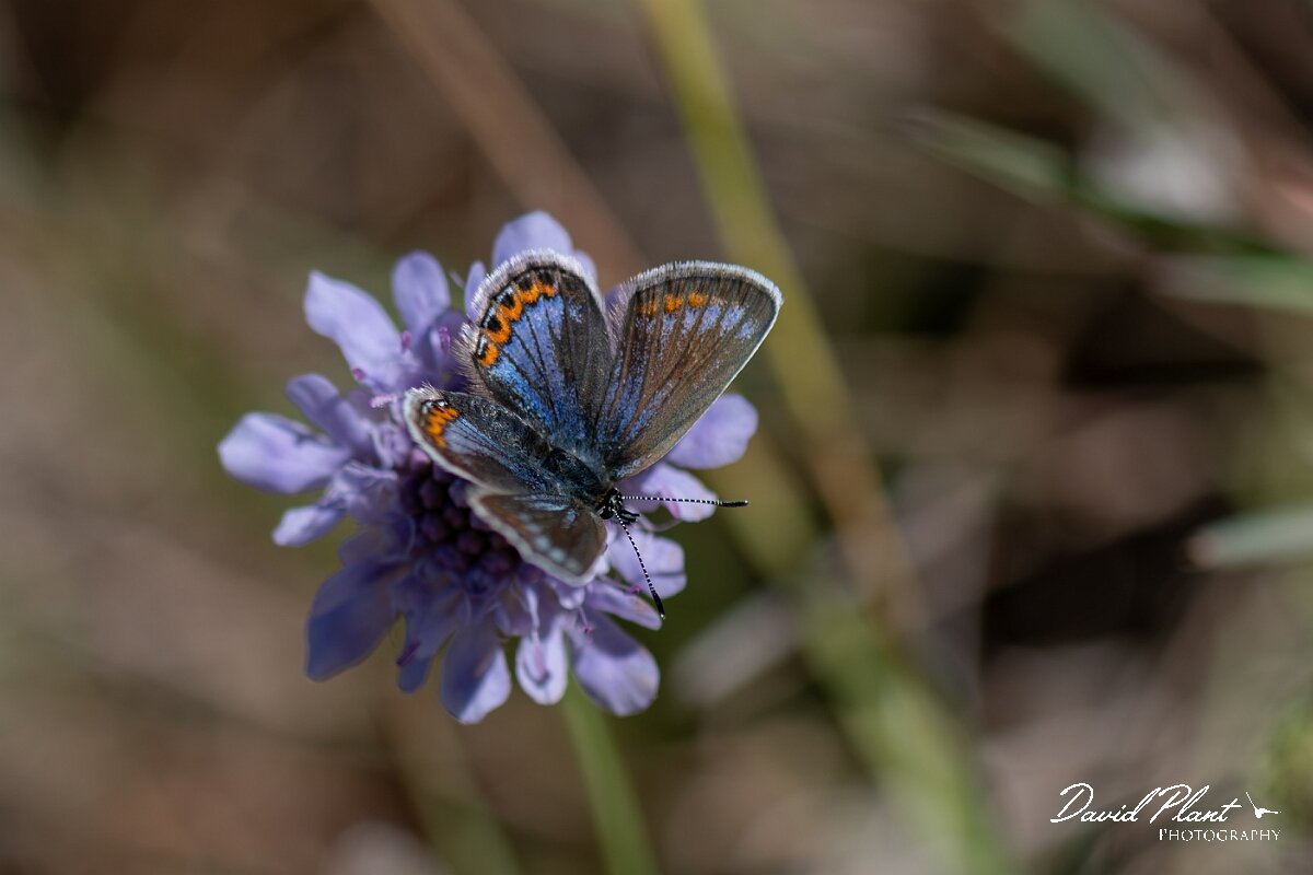 David Plant Photography - Wildlife Photography - Silver-studded blue, Plebejus argus caernensis - K.jpg - Silver-studded blue, Plebejus argus caernensis - Conwy