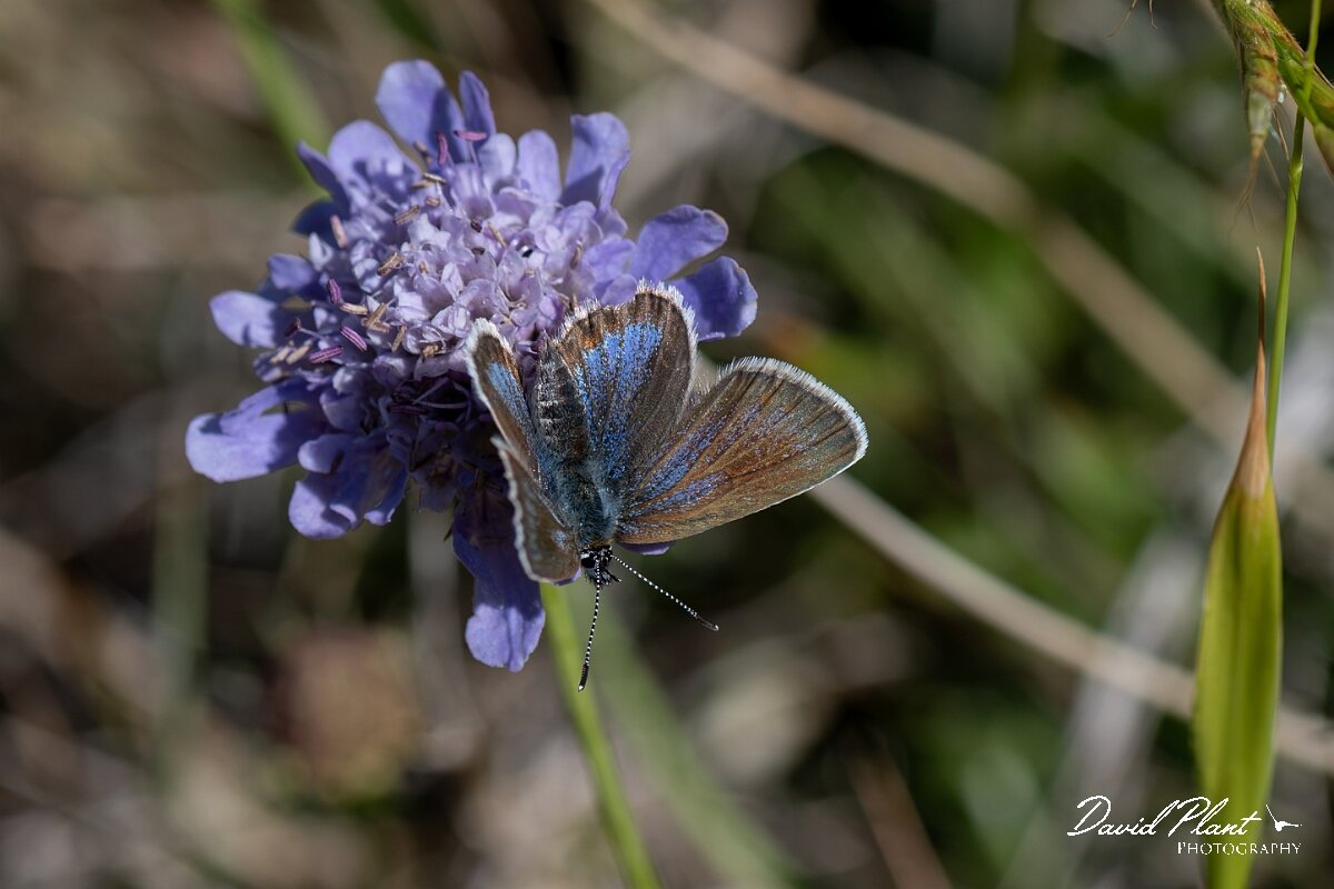 David Plant Photography - Wildlife Photography - Silver-studded blue, Plebejus argus caernensis - L.jpg - Silver-studded blue, Plebejus argus caernensis - Conwy