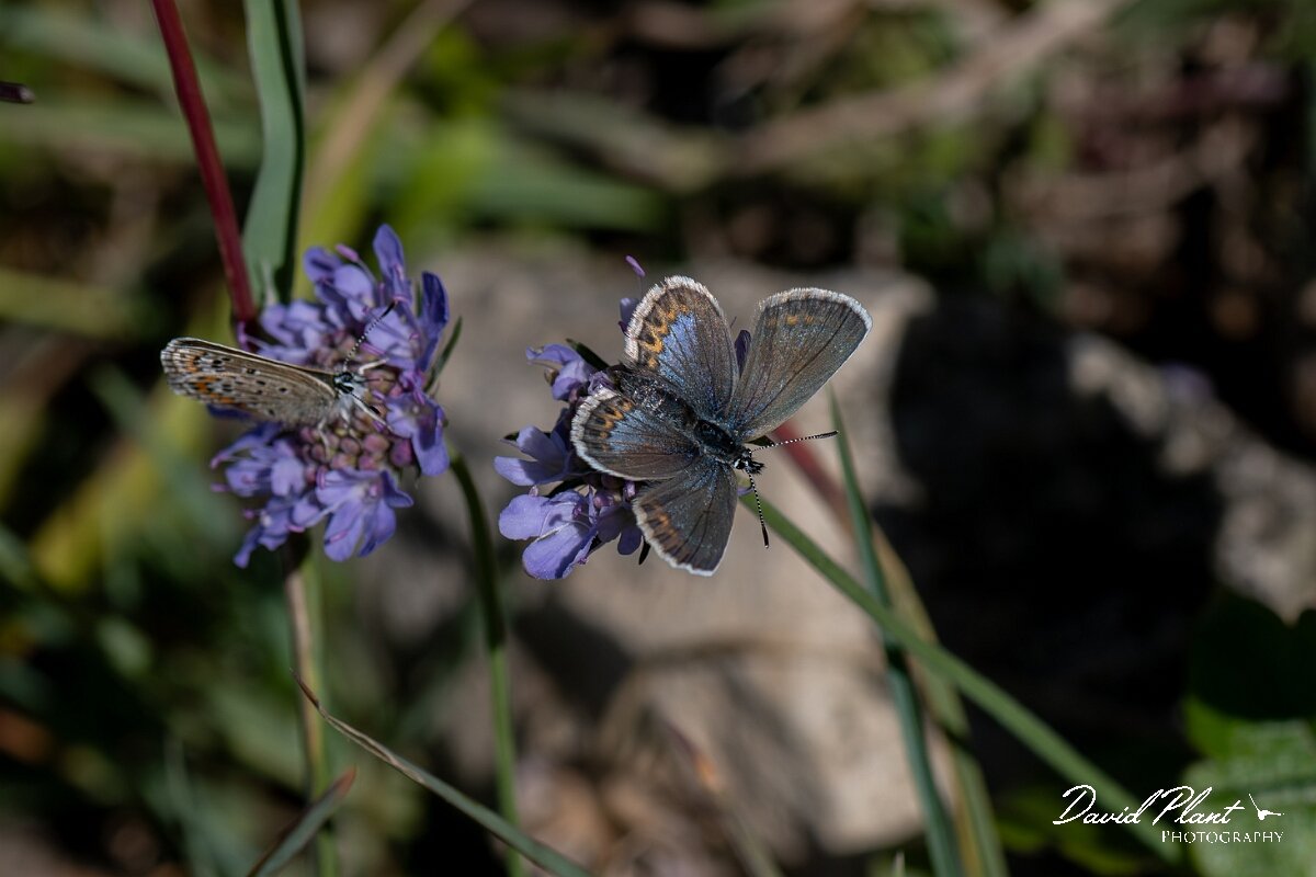 David Plant Photography - Wildlife Photography - Silver-studded blue, Plebejus argus caernensis - N.jpg - Silver-studded blue, Plebejus argus caernensis - Conwy