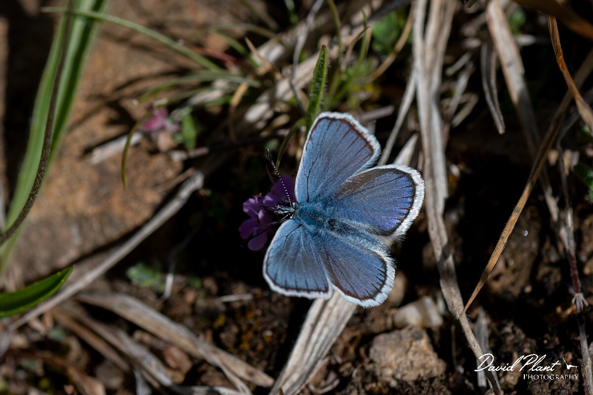 David Plant Photography - Wildlife Photography - Silver-studded blue, Plebejus argus caernensis - O.jpg - Silver-studded blue, Plebejus argus caernensis - Conwy