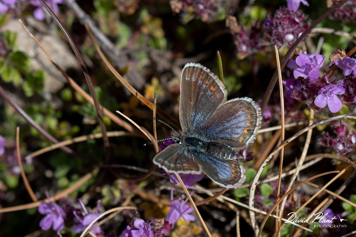 David Plant Photography - Wildlife Photography - Silver-studded blue, Plebejus argus caernensis - Q.jpg - Silver-studded blue, Plebejus argus caernensis - Conwy