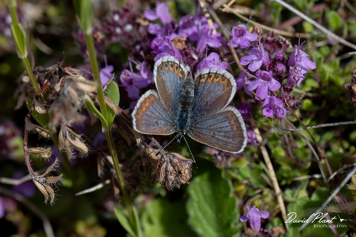 David Plant Photography - Wildlife Photography - Silver-studded blue, Plebejus argus caernensis - R.jpg - Silver-studded blue, Plebejus argus caernensis - Conwy