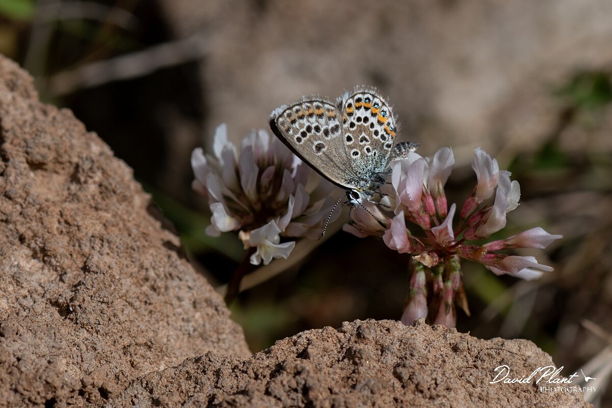 David Plant Photography - Wildlife Photography - Silver-studded blue, Plebejus argus caernensis - S.jpg - Silver-studded blue, Plebejus argus caernensis - Conwy
