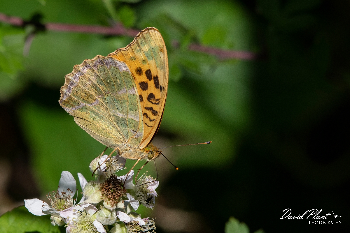 David Plant Photography - Wildlife Photography - Silver-washed fritillary - F.jpg - Silver-washed fritillary - Cambridgeshire