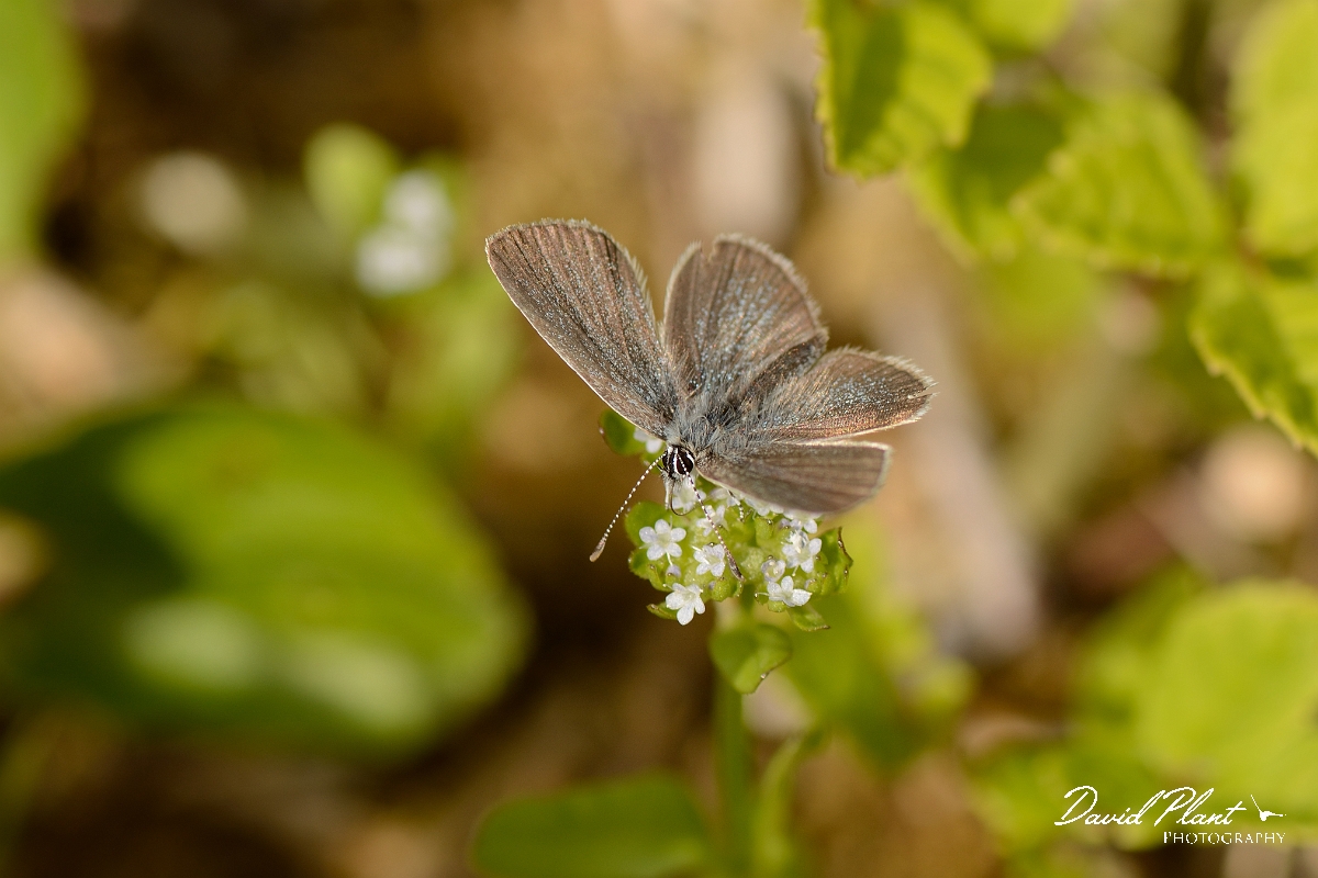 David Plant Photography - Wildlife Photography - Small blue - A.jpg - Small blue - Bedfordshire