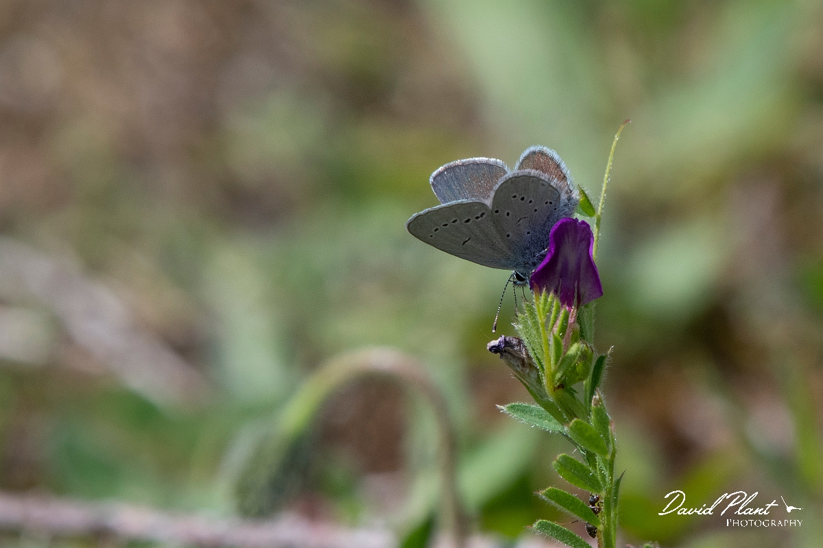 David Plant Photography - Wildlife Photography - Small blue - E.jpg - Small blue - Buckinghamshire
