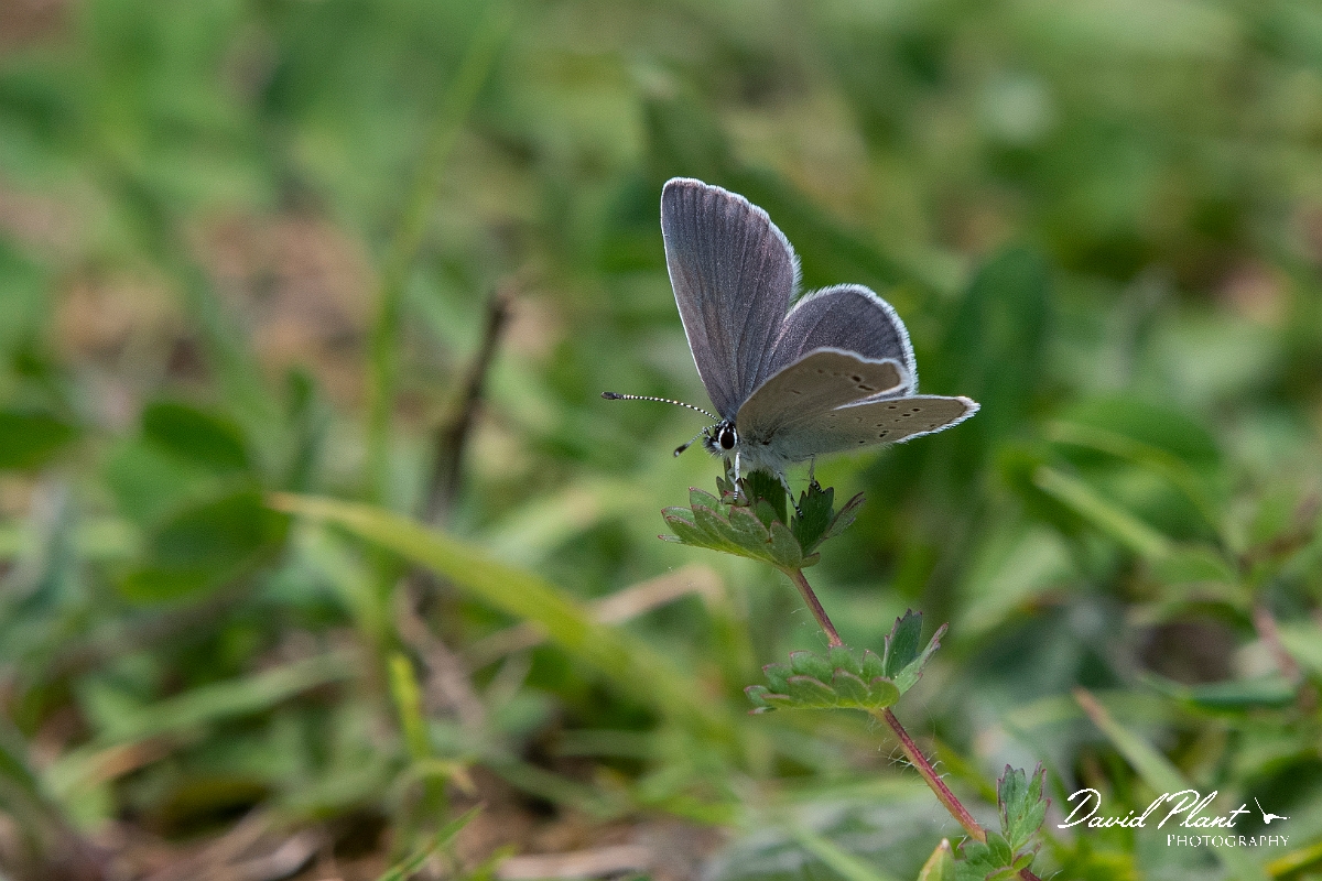 David Plant Photography - Wildlife Photography - Small blue - G.jpg - Small blue - Croydon