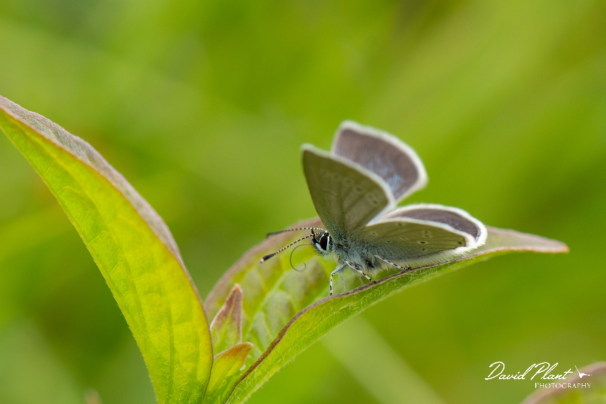 David Plant Photography - Wildlife Photography - Small blue - I.jpg - Small blue - Kent