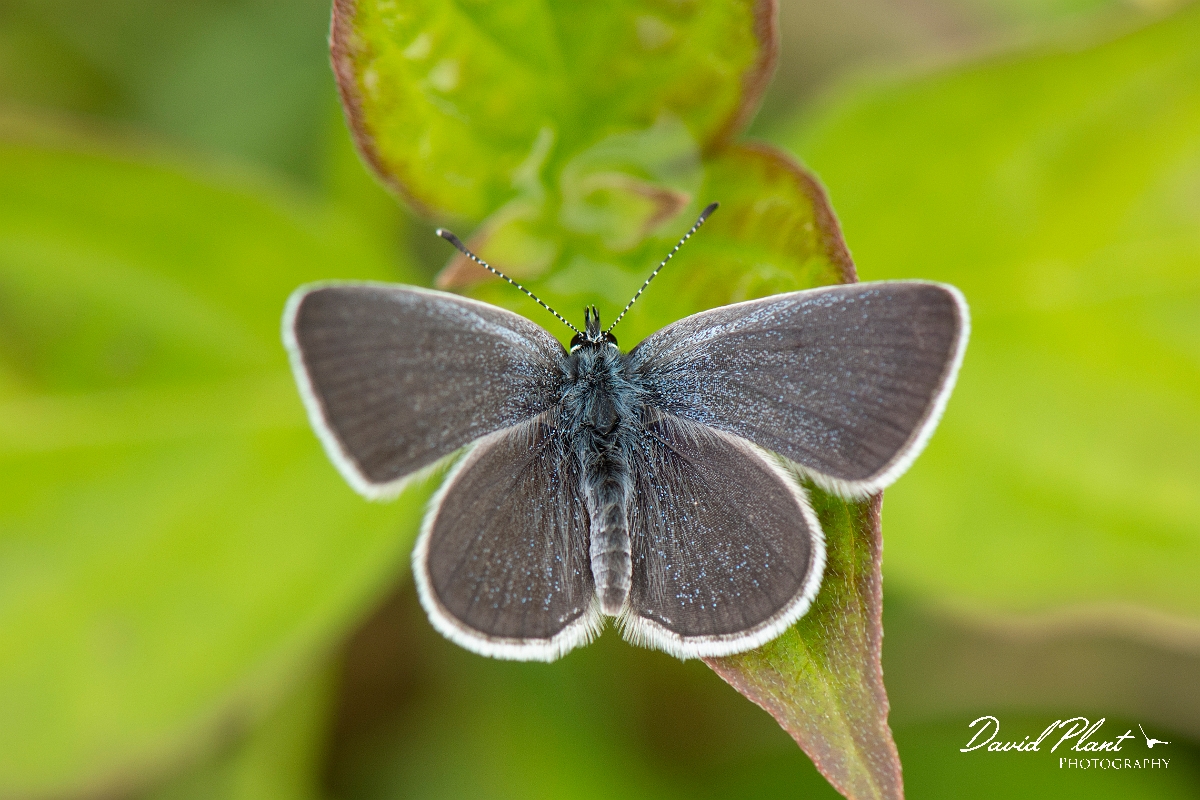 David Plant Photography - Wildlife Photography - Small blue - J.jpg - Small blue - Kent