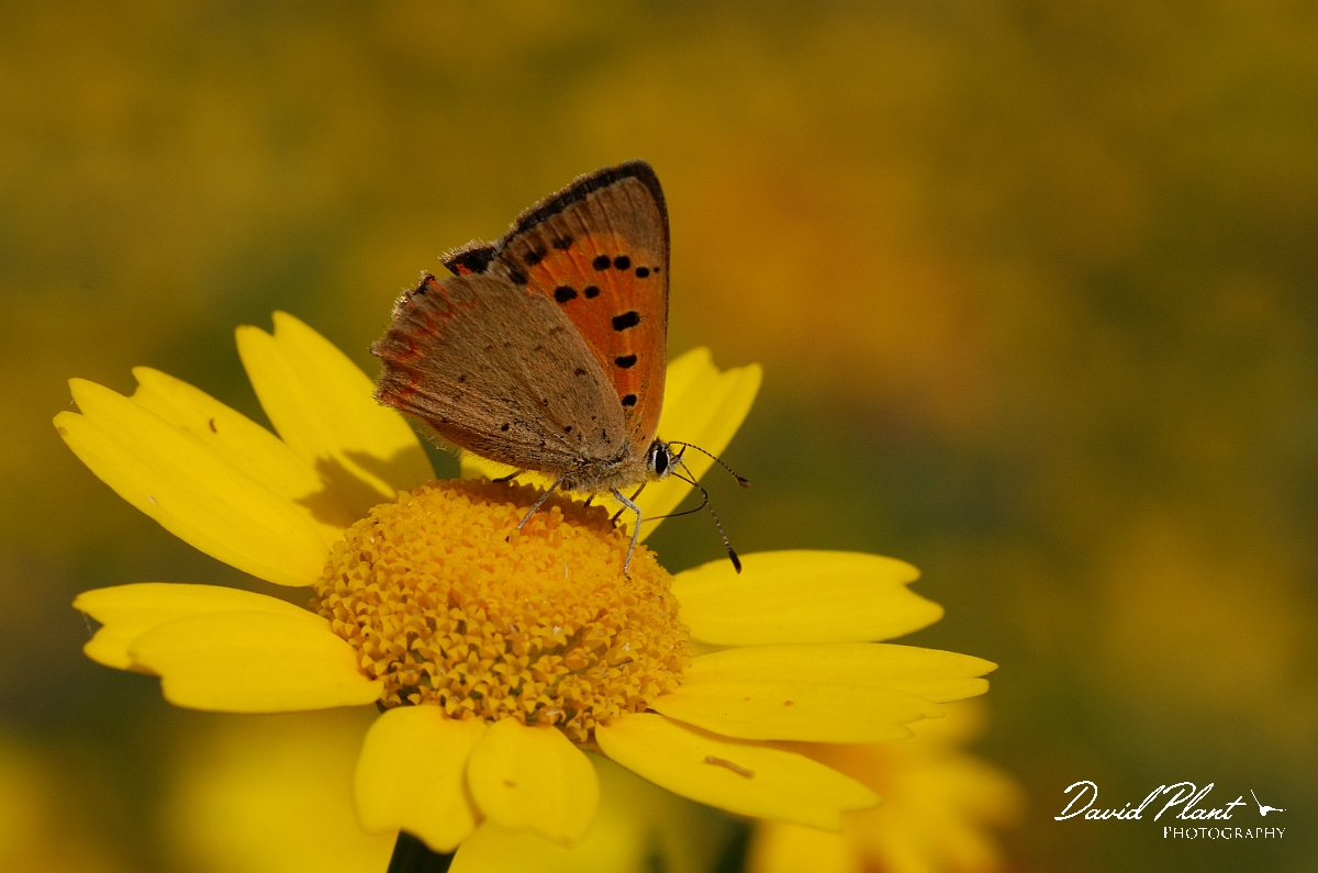 David Plant Photography - Wildlife Photography - Small copper - A.jpg - Small copper - Cotswolds