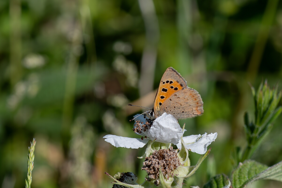 David Plant Photography - Wildlife Photography - Small copper - D.jpg - Small copper, Lycaena phlaeas - Wiltshire